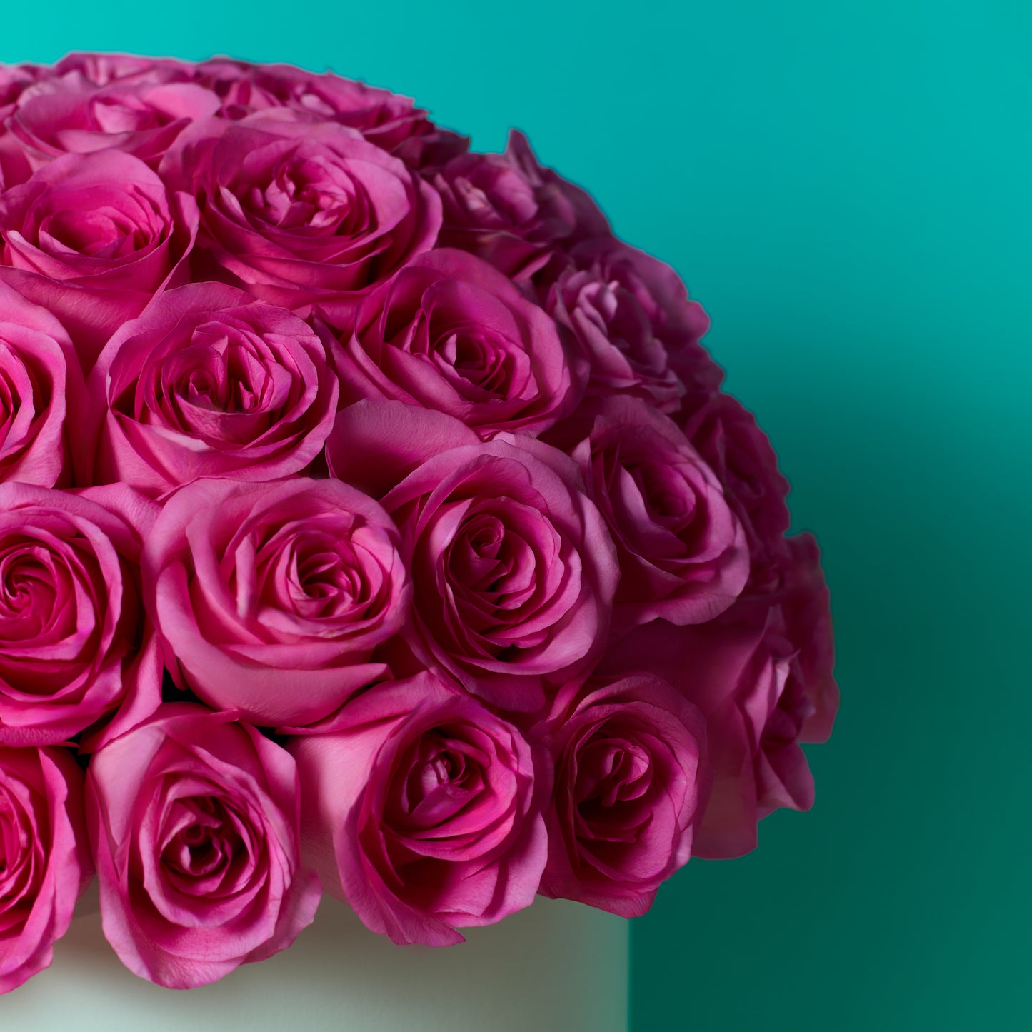 Pink Rose