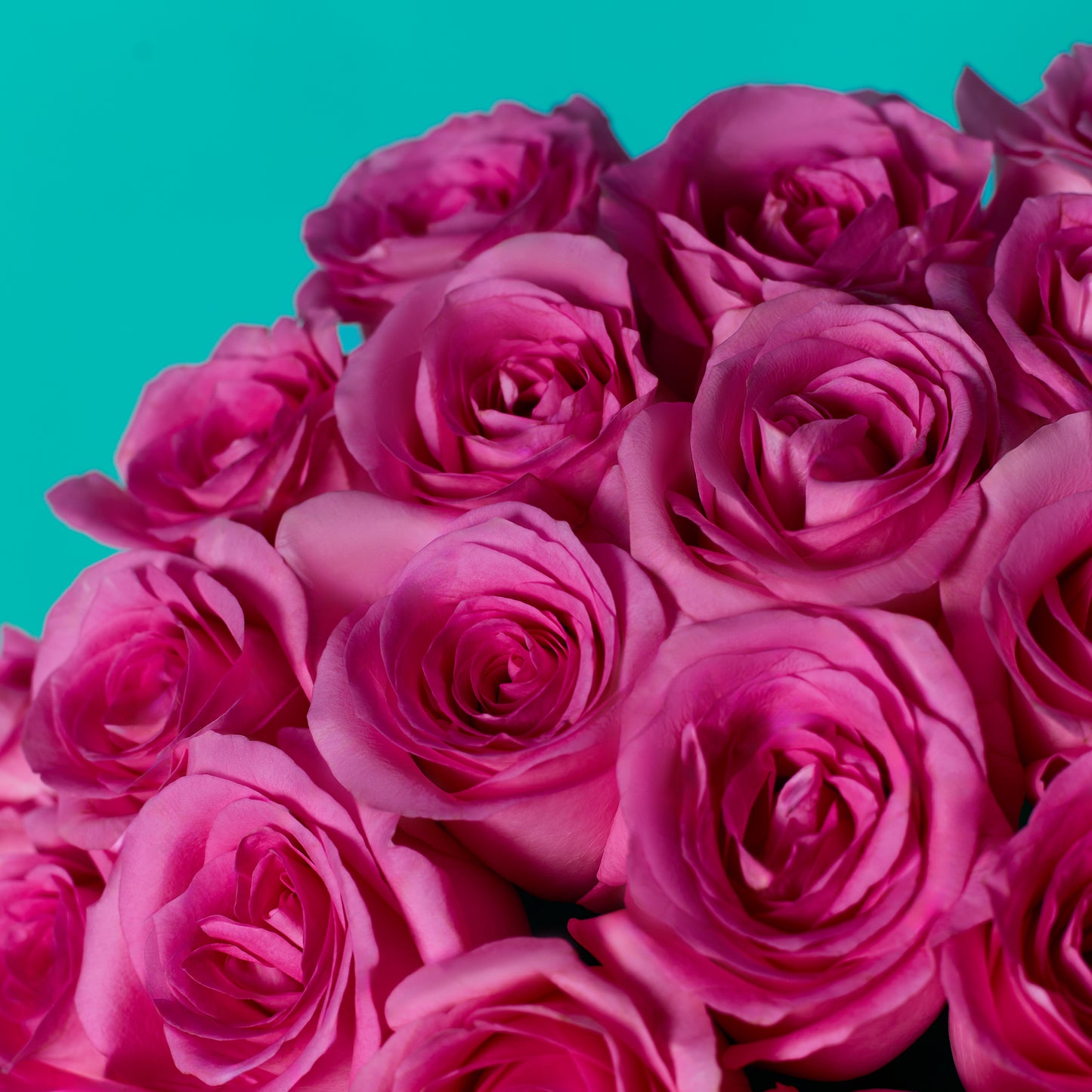 Pink Rose