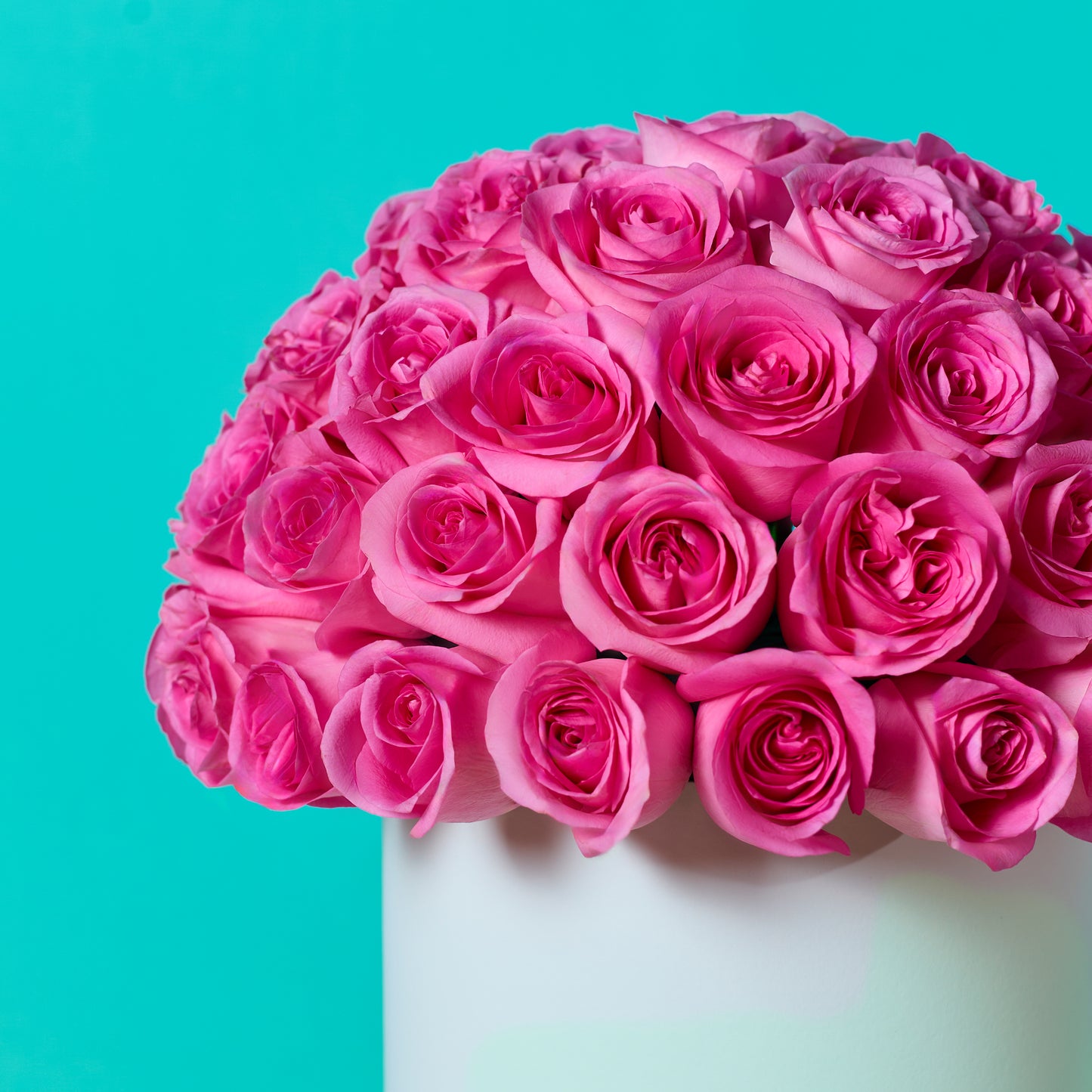 Pink Rose