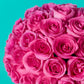 Pink Rose