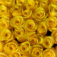 Sunny Blooms