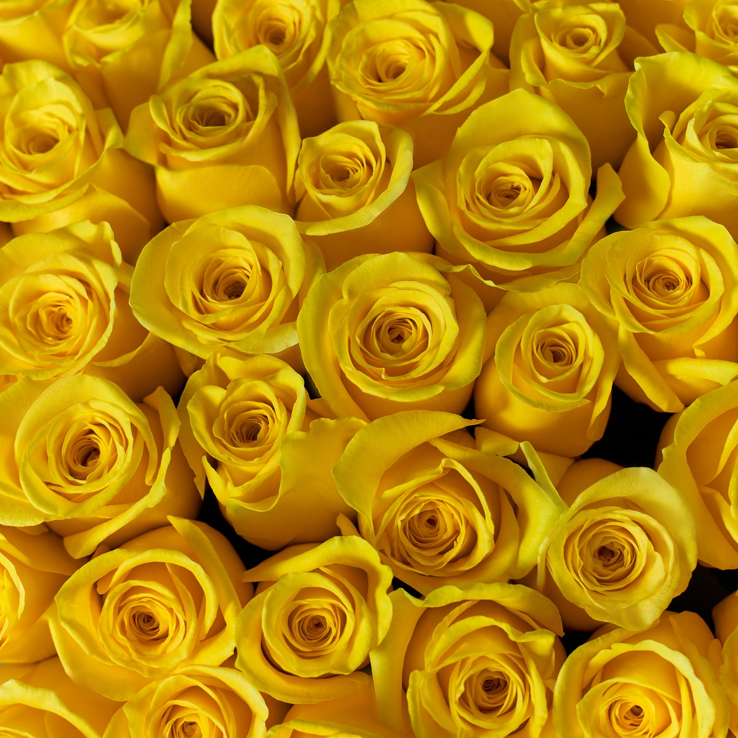 Sunny Blooms
