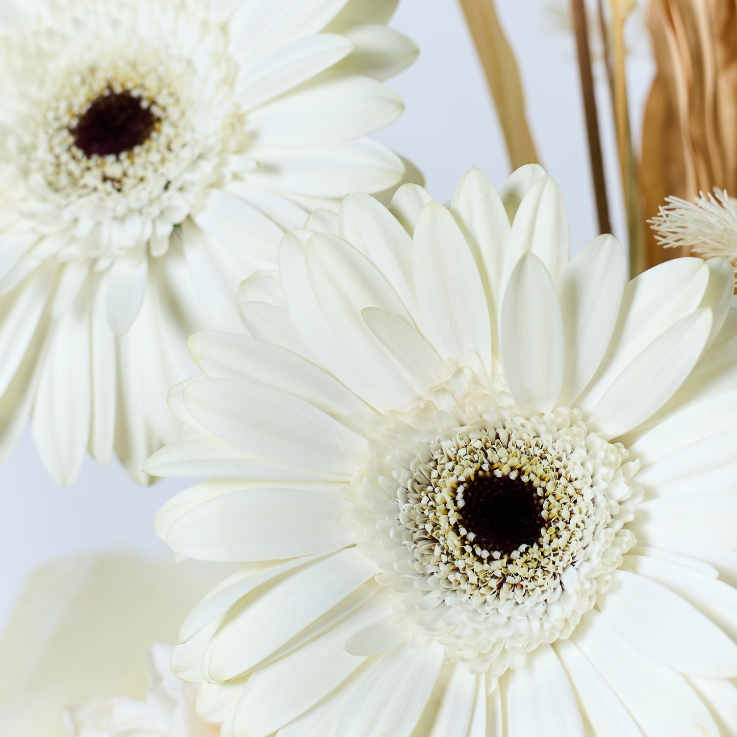 Blanc Serenity