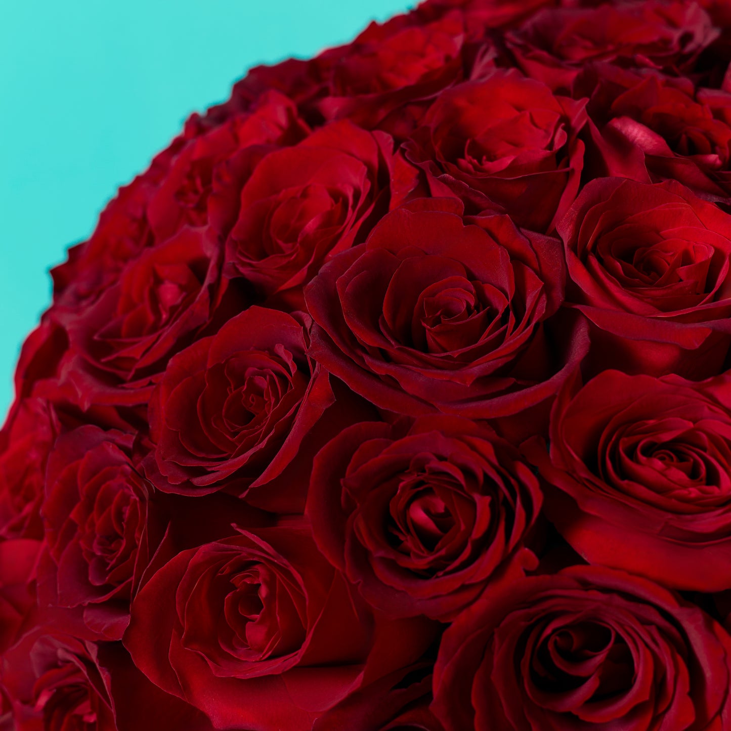Red Rose