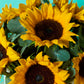 Sunny Sunflower
