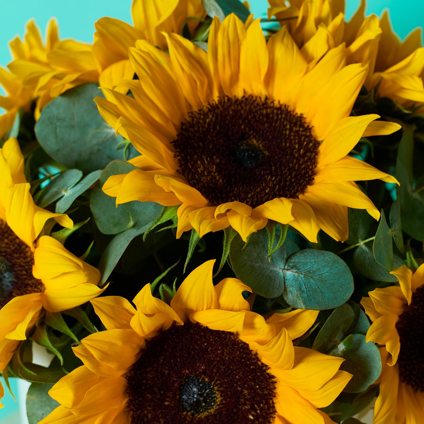 Sunny Sunflower