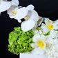 Orchidée Blanche