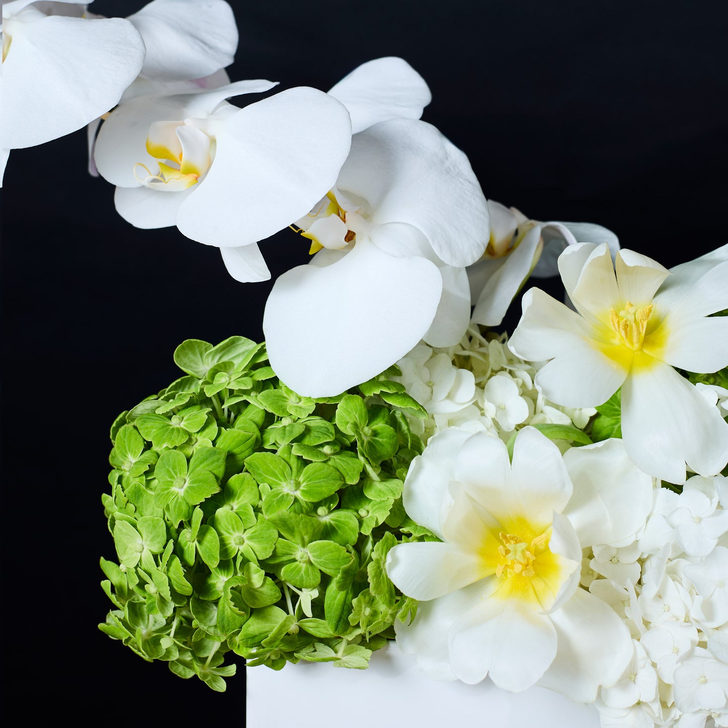 Orchidée Blanche