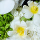 Orchidée Blanche