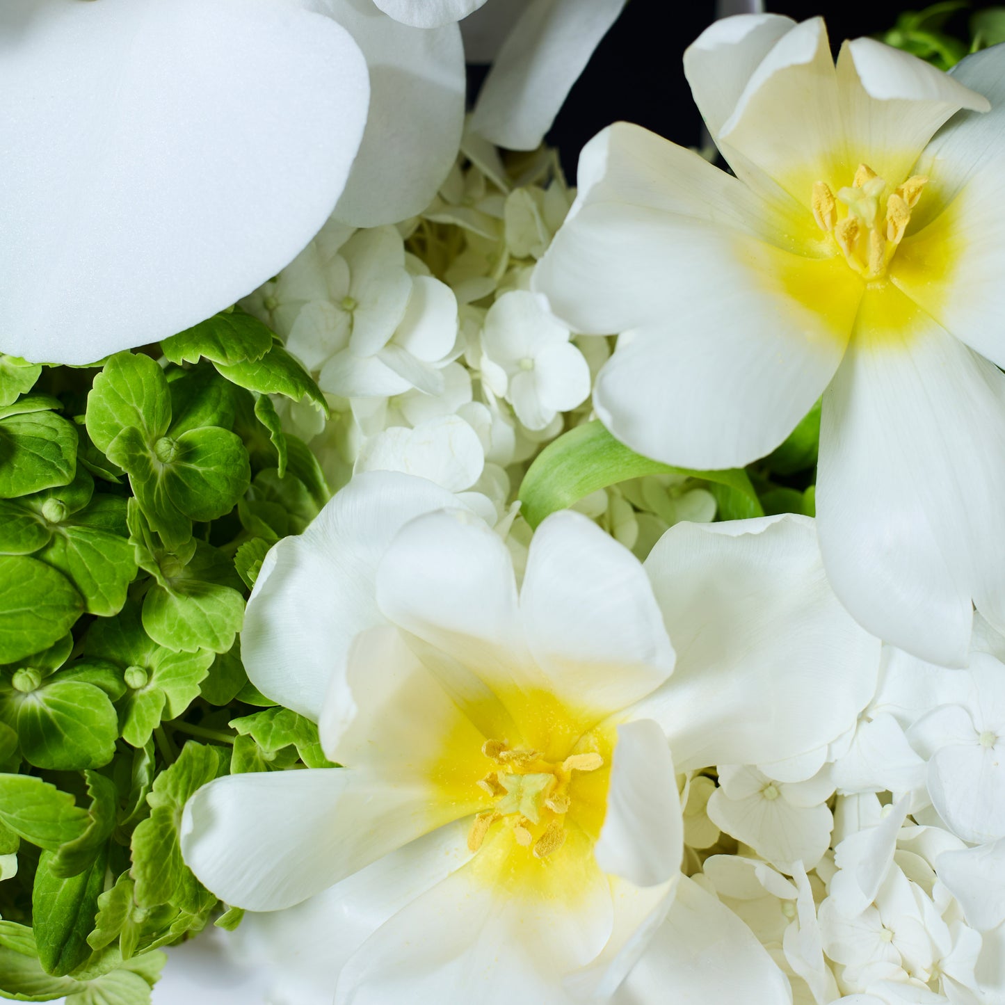 Orchidée Blanche
