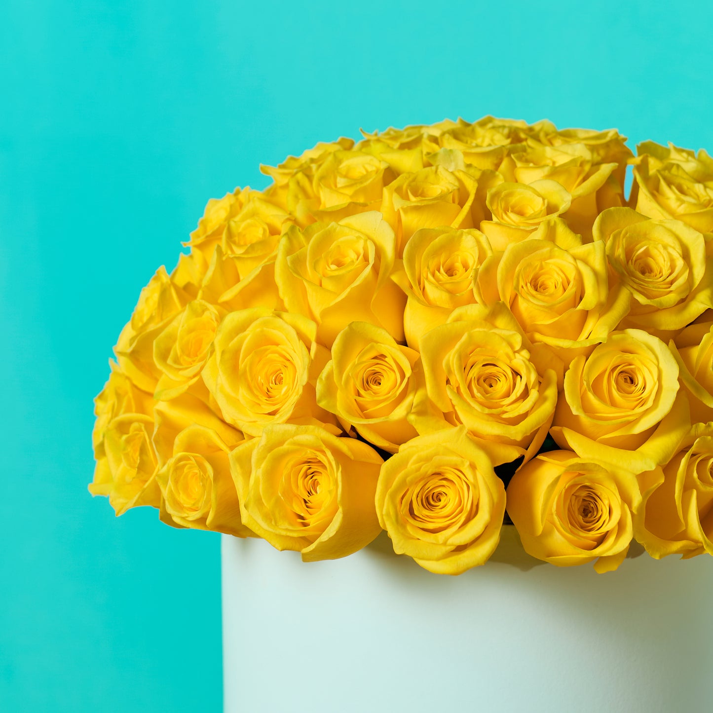 Yellow Rose