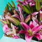 Rosy Lilies