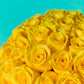 Yellow Rose