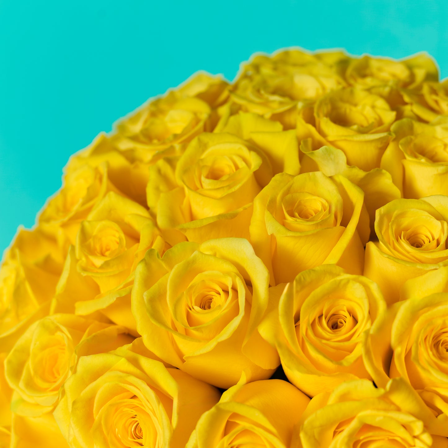 Yellow Rose