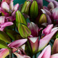 Rosy Lilies