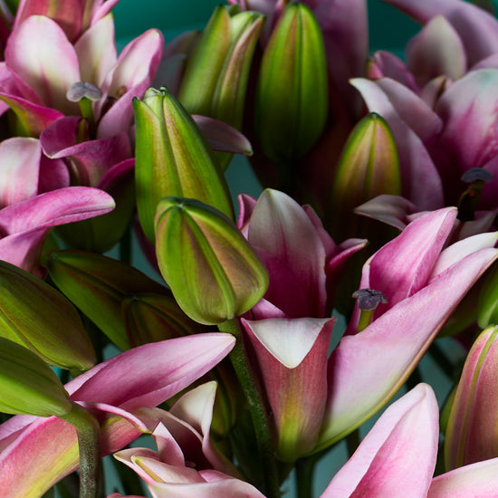 Rosy Lilies