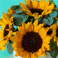 Sunny Sunflower