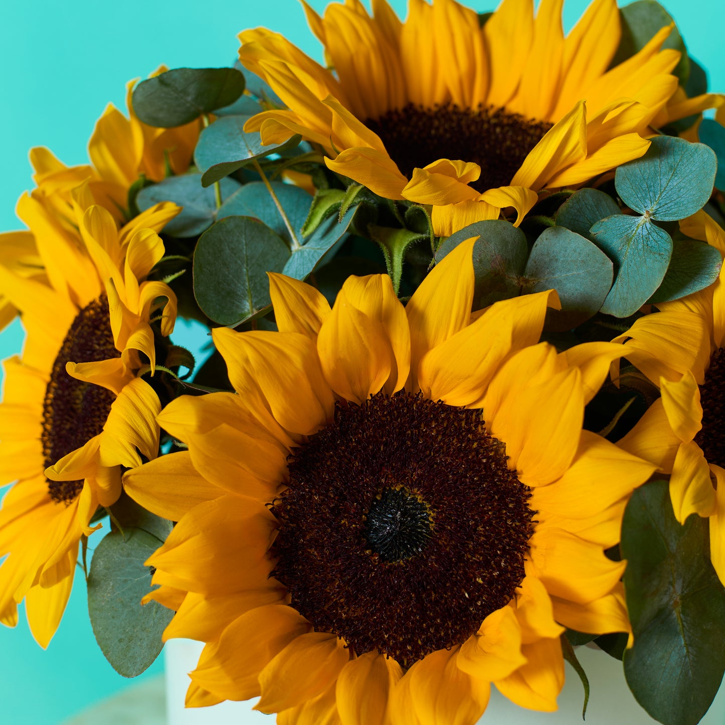 Sunny Sunflower