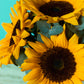 Sunny Sunflower