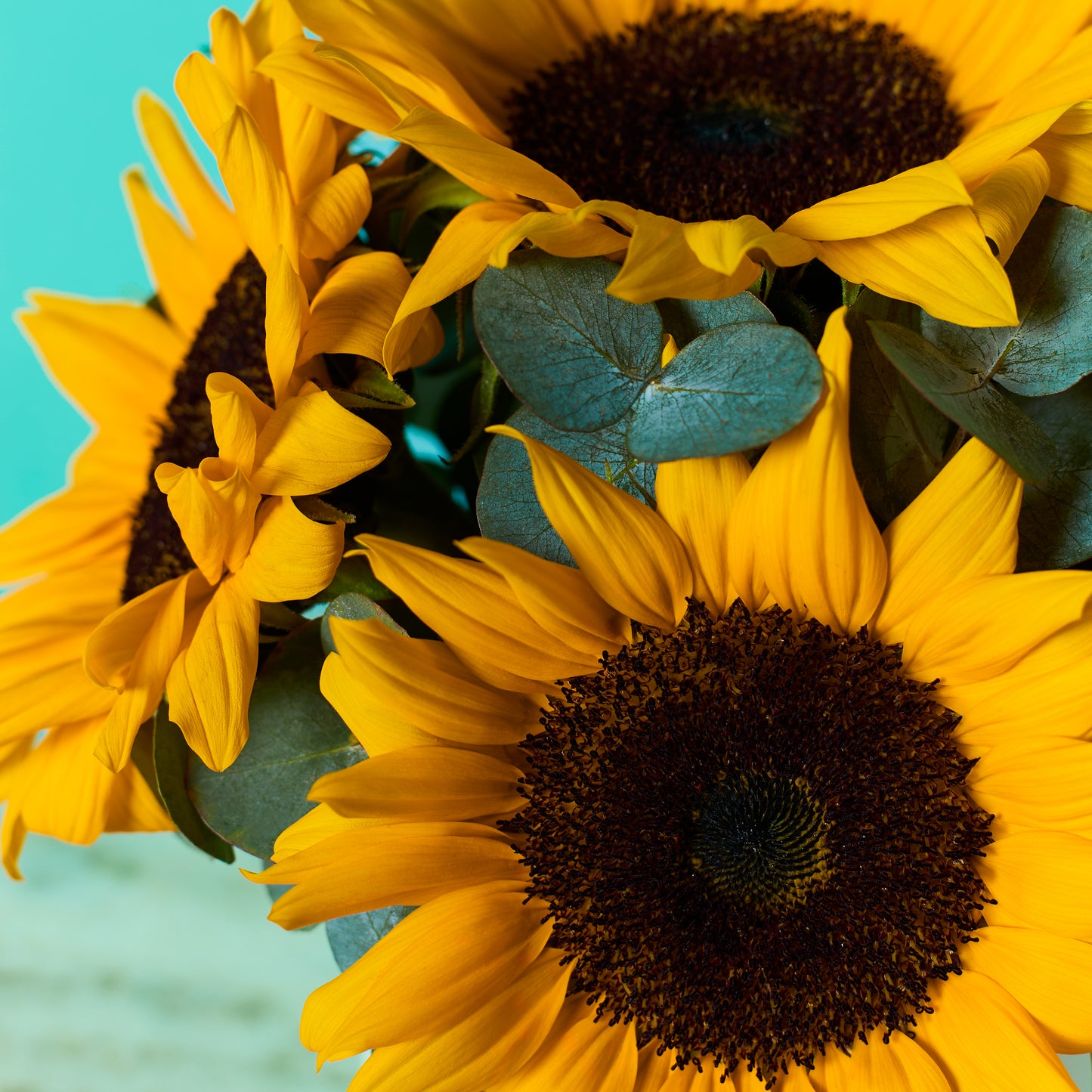 Sunny Sunflower