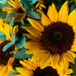 Golden Sunshine