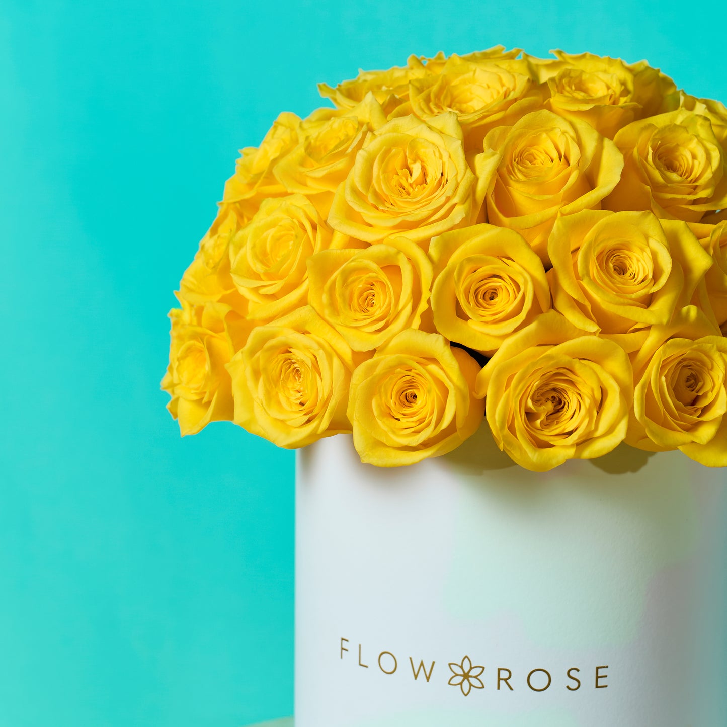 Yellow Rose