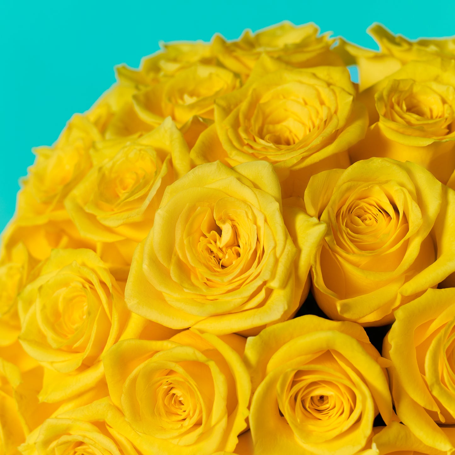 Yellow Rose