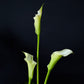 Orchidée Blanche