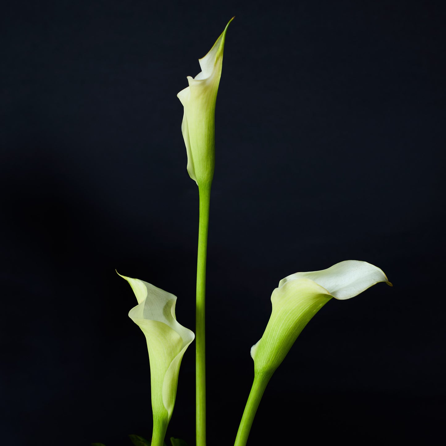 Orchidée Blanche