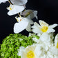 Orchidée Blanche