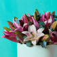 Pink Lilies