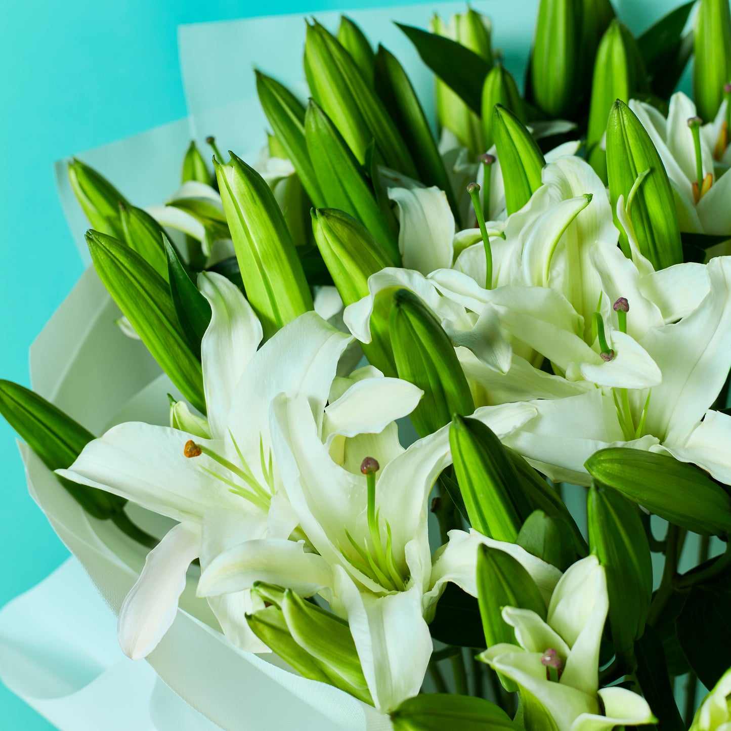 Pure Lilies