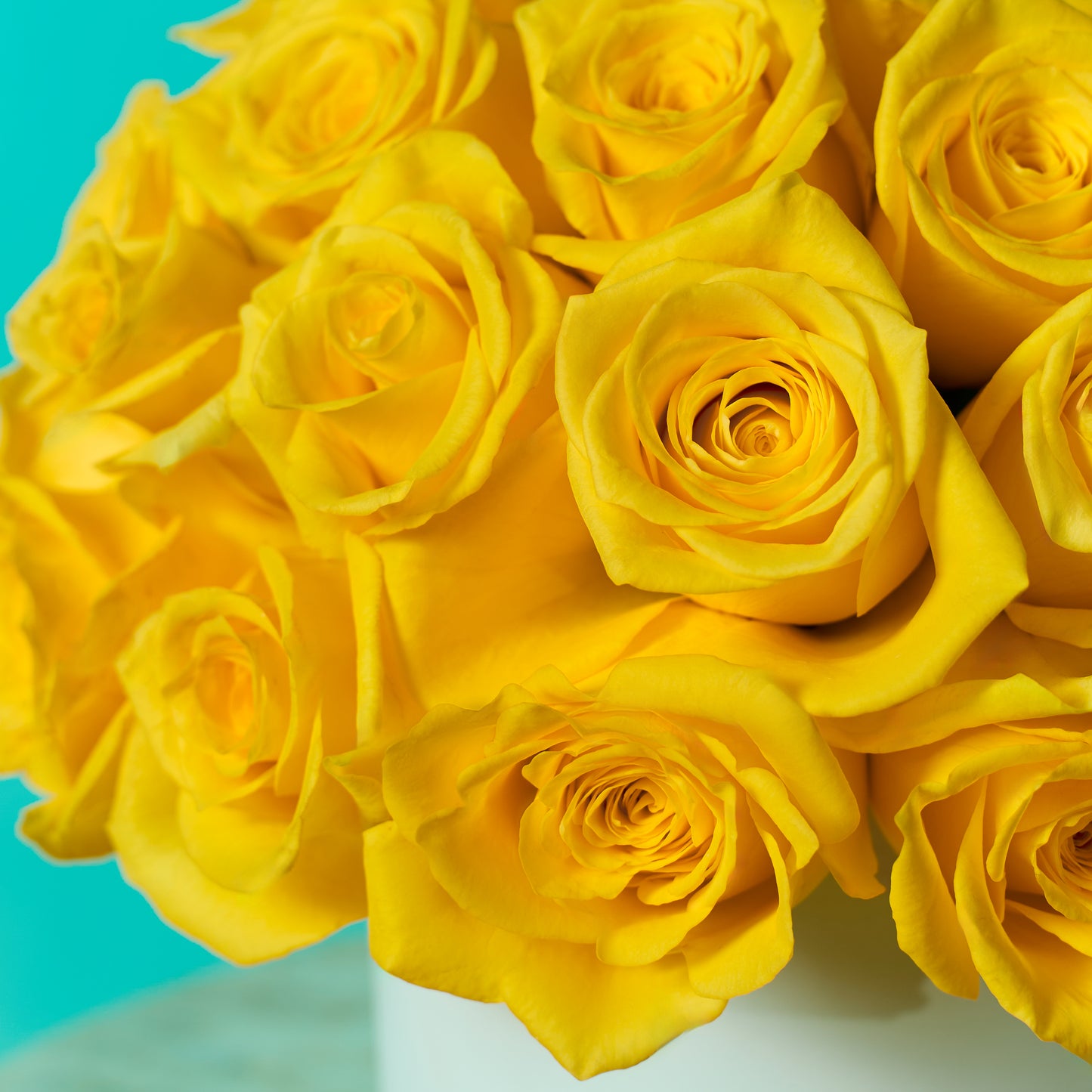 Yellow Rose