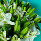 Pure Lilies