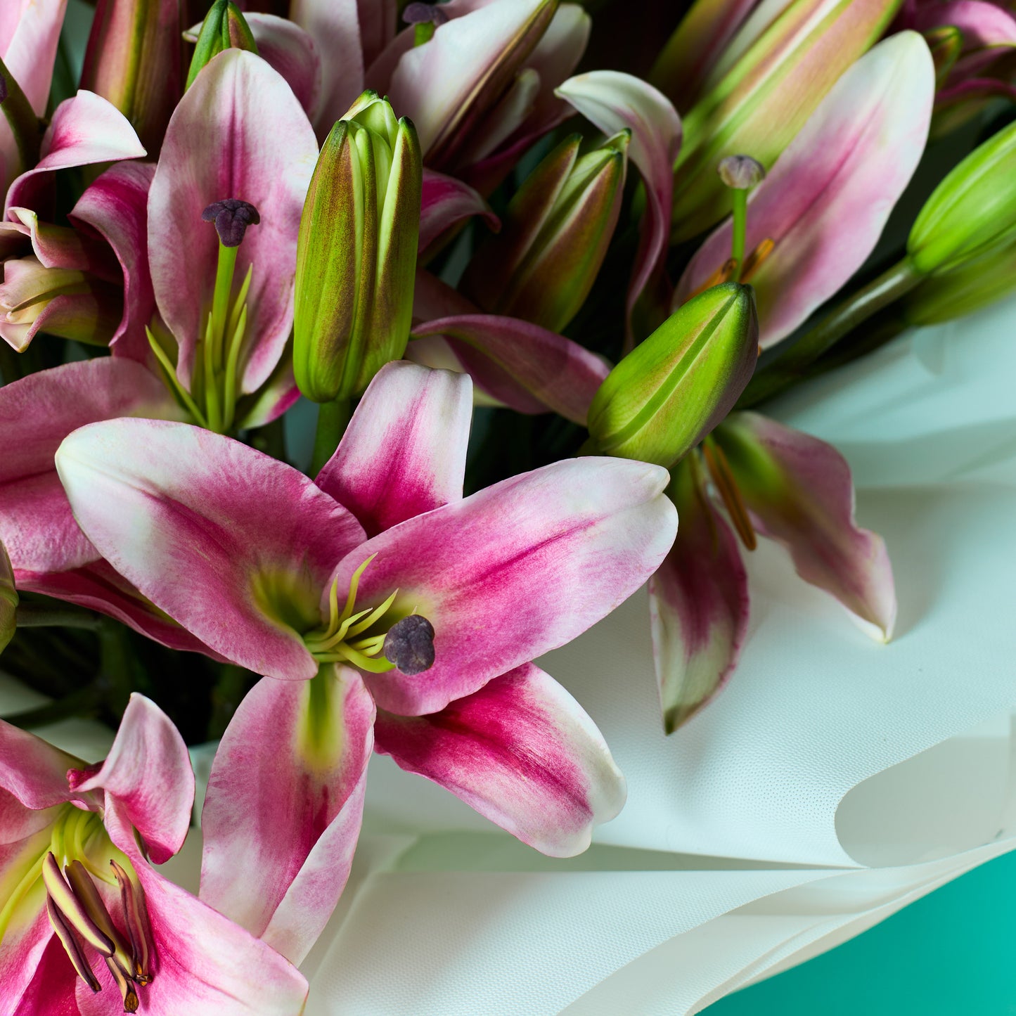 Rosy Lilies