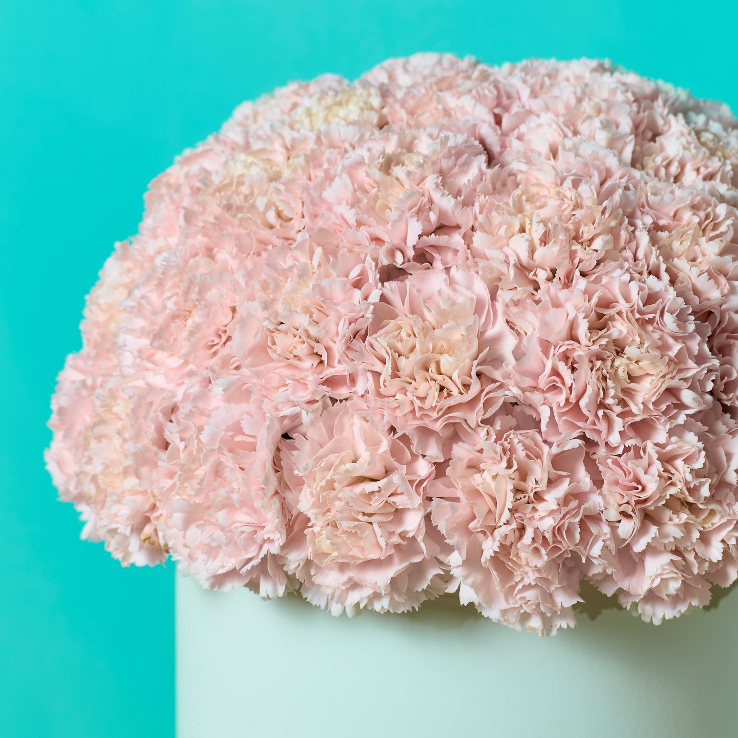 Pink Carnation