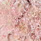 Pink Carnation