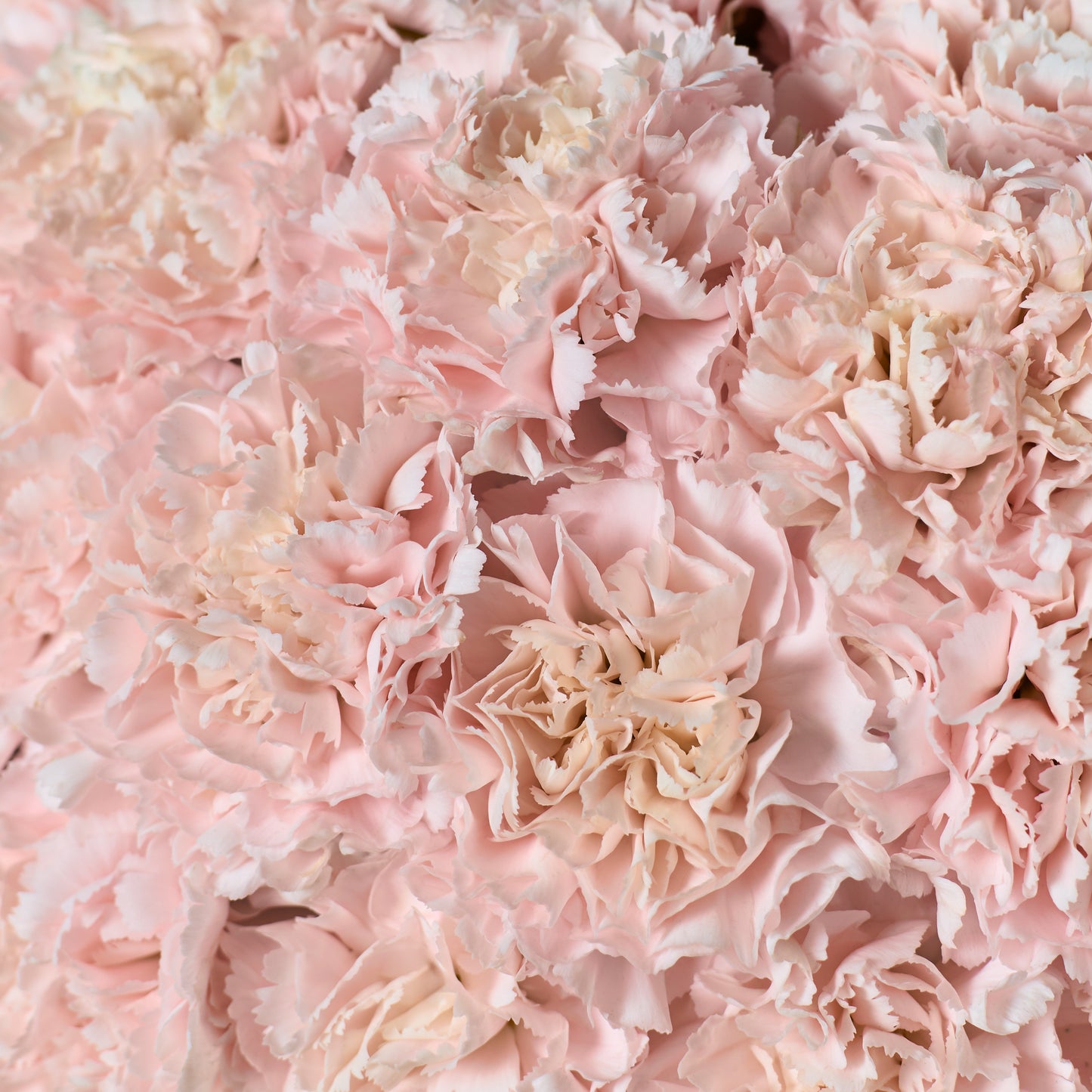 Pink Carnation