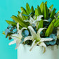 White Lilies