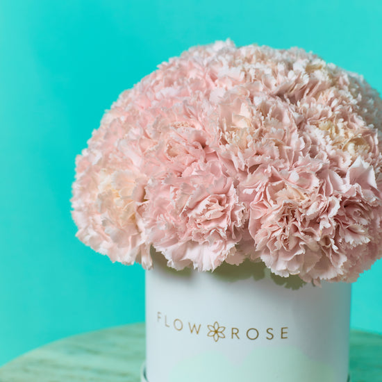Pink Carnation