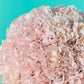 Pink Carnation