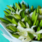 Pure Lilies