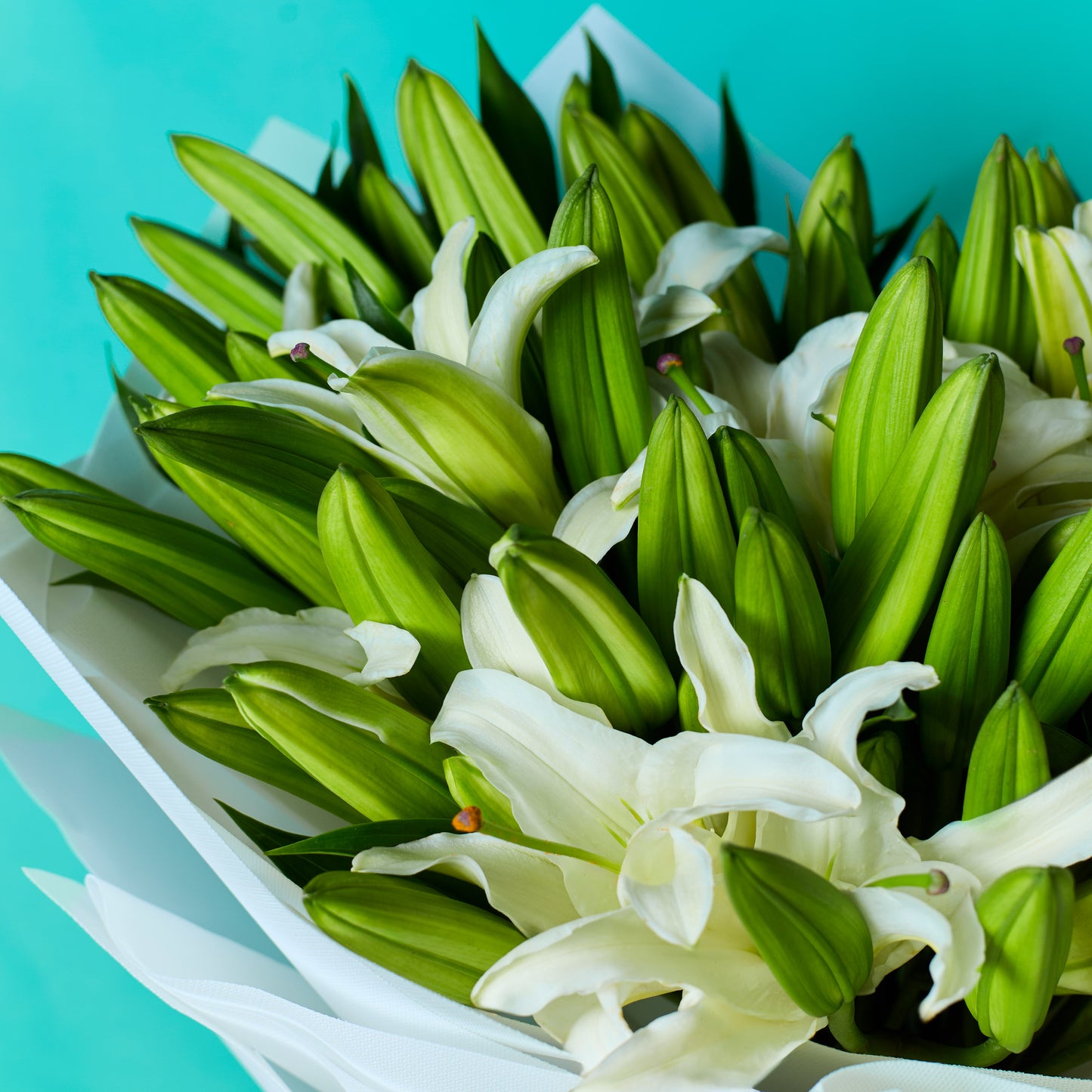 Pure Lilies
