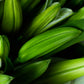 Pure Lilies