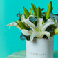 White Lilies