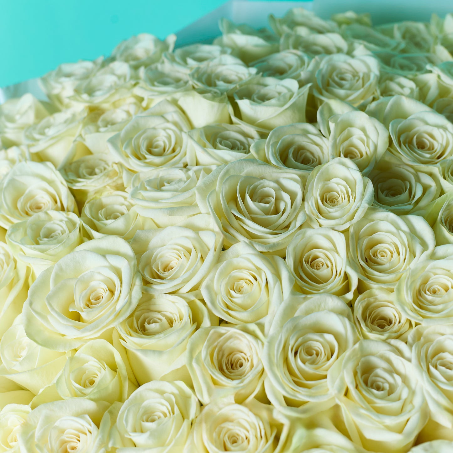 Pure Blooms
