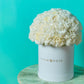 White Carnation