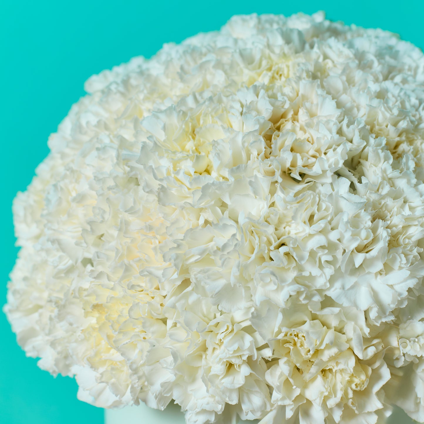 White Carnation