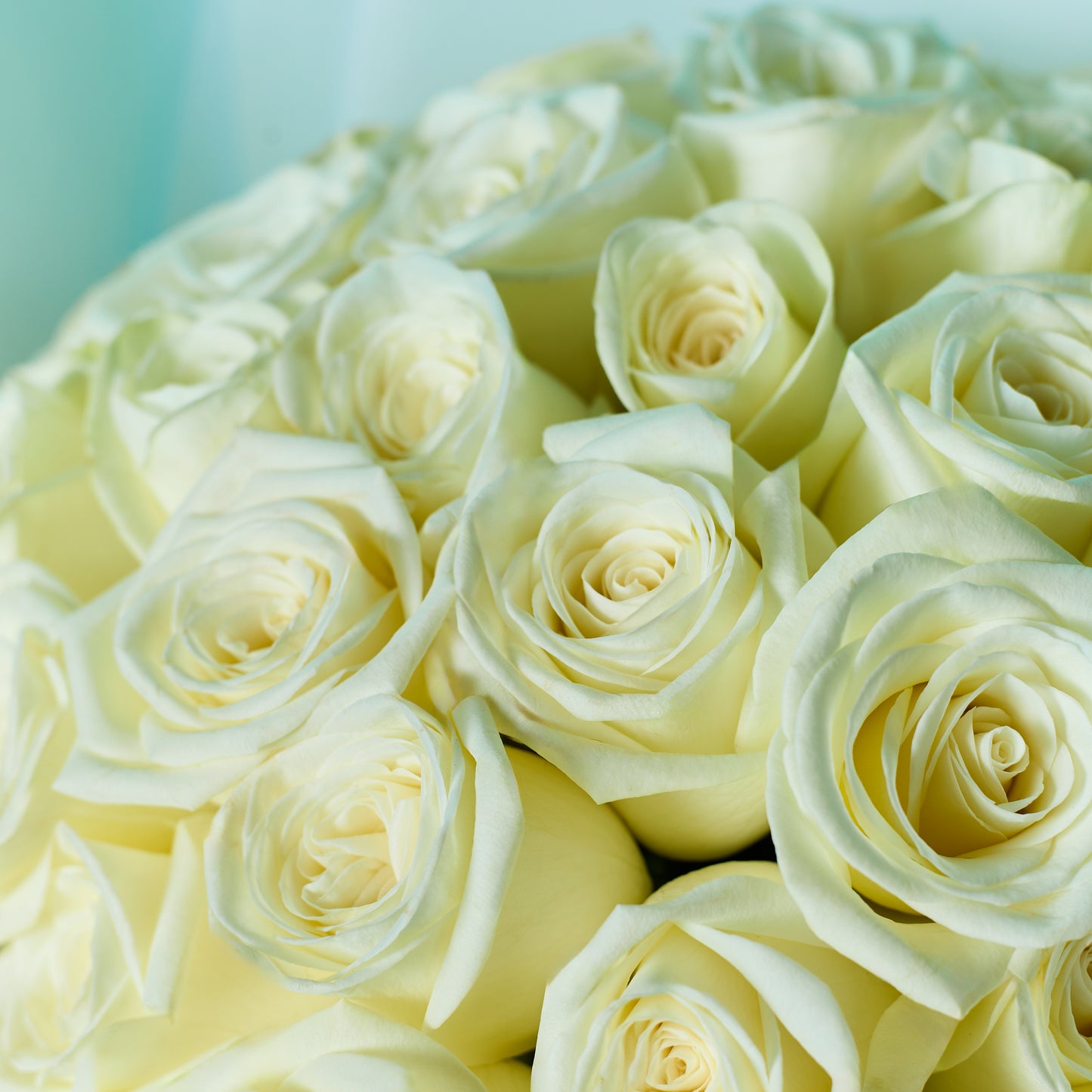 Pure Blooms