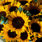 Golden Sunshine